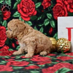 Kinsley, Morkie-Poo Puppy